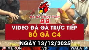Video đá gà CPC4 Ngày 13-12-2025 - Đá gà 88