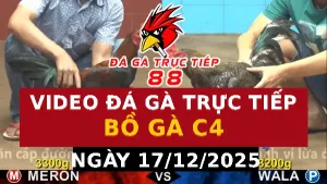 Video đá gà CPC4 Ngày 17-12-2025 - Đá gà 88