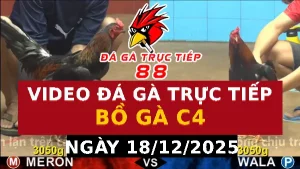 Video đá gà CPC4 Ngày 18-12-2025 - Đá gà 88