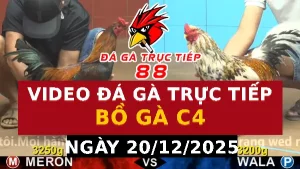 Video đá gà CPC4 Ngày 20-12-2025 - Đá gà 88