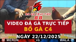 Video đá gà CPC4 Ngày 22-12-2025 - Đá gà 88