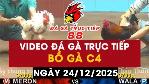 Video đá gà CPC4 Ngày 24-12-2025 - Đá gà 88