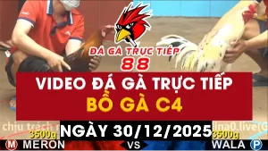 Video đá gà CPC4 Ngày 30-12-2025 - Đá gà 88