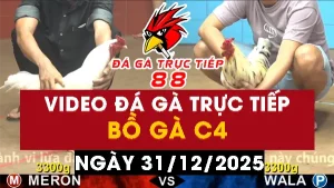 Video đá gà CPC4 Ngày 31-12-2025 - Đá gà 88