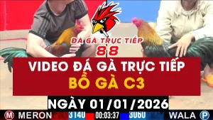Video đá gà CPC3 Ngày 01-01-2026 - Đá gà 88