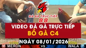 Video đá gà CPC4 Ngày 08-01-2026 - Đá gà 88