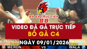 Video đá gà CPC4 Ngày 09-01-2026 - Đá gà 88